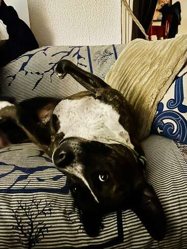 Ein schwarz-weißer Hund liegt kopfüber auf einer gemusterten Couch und blickt mit leuchtenden Augen und entspannter Körpersprache verspielt in die Kamera und strahlt Gemütlichkeit aus.