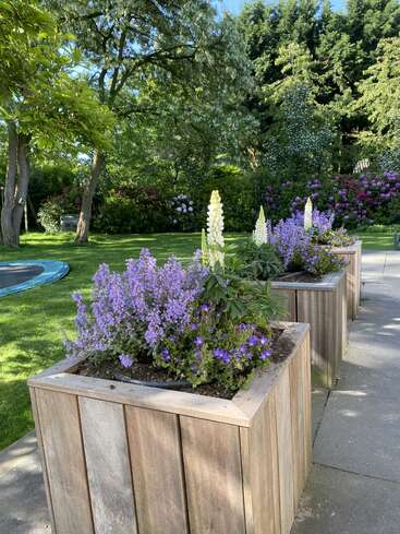 Tres grandes maceteros de madera llenos de flores moradas y blancas se asientan junto a un camino pavimentado, rodeados de frondosos árboles verdes y un cuidado paisaje ajardinado.