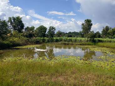 A small pond surrounded by green grass and trees, with water lilies floating on the surface. Blue sky with clouds is reflected in the water.