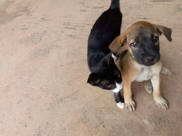Un gato blanco y negro se frota cariñosamente contra un pequeño cachorro marrón sobre una superficie arenosa, mostrando un conmovedor momento de amistad entre los dos animales.