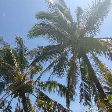 Altas palmeras verdes se extienden hacia un cielo azul claro y brillante. La luz del sol se filtra a través de sus largas hojas, creando un ambiente tropical y relajante.