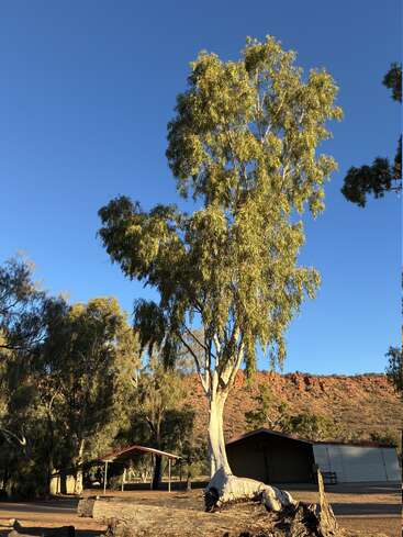A tall tree with a white trunk stands prominently under a clear blue sky. In the background are sheds and a sunlit rocky hill. Peaceful atmosphere.