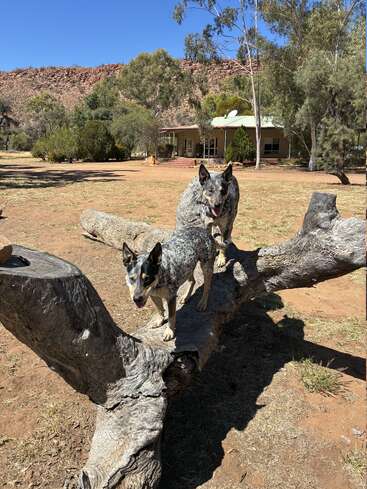 Two Australian Cattle Dogs stand on a large fallen tree in a dry, sunny yard, with a house, trees, and rocky hills in the background.