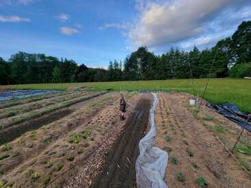 A person stands in the middle of a well-organized vegetable garden, surrounded by rows of plants, green trees, and a bright, cloudy blue sky.