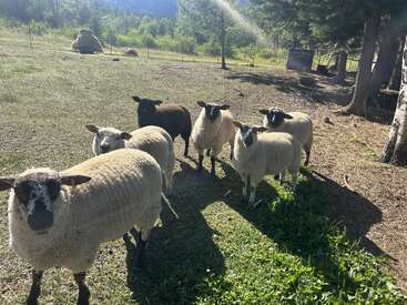 Seis ovelhas, algumas com focinhos e pernas escuros, estão juntas em um campo ensolarado e gramado perto de árvores. O fundo mostra mais pastagens e colinas.