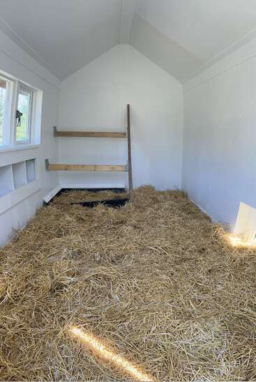 Essa imagem mostra o interior de um galinheiro limpo e branco, com piso coberto de palha, caixas de nidificação, barras para pouso e luz do sol entrando pela janela.