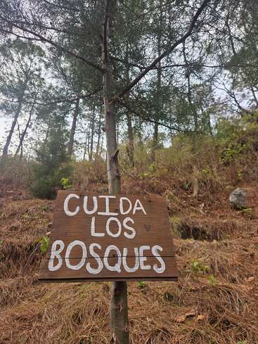 Un panneau en bois fait à la main est accroché à un jeune pin dans une forêt. On peut y lire "Cuida los bosques" en espagnol, exhortant les gens à prendre soin des forêts.