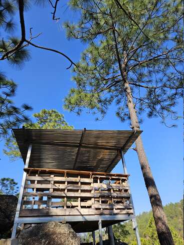Une cabane rustique en bois sur pilotis se dresse parmi de grands pins sous un ciel bleu clair, entourée de rochers et de nature, créant ainsi une retraite forestière paisible.