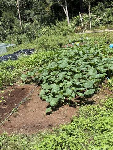 Uma horta exuberante com plantas verdes e saudáveis cresce em um solo rico. Ao redor do terreno há vários arbustos, grama e uma densa floresta ao fundo.