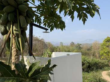 Un papayer luxuriant se dresse à côté d'une douche extérieure alimentée en eau courante, au milieu de la verdure, des collines et d'un ciel limpide, créant ainsi un havre de paix en pleine nature.