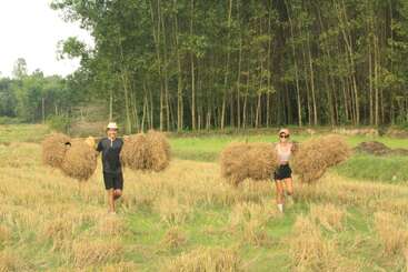 Dos personas transportan alegremente grandes fardos de heno en un campo iluminado por el sol, con altos árboles y exuberante vegetación formando un telón de fondo natural detrás de ellos.
