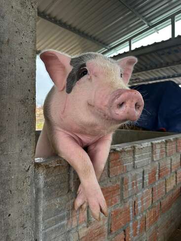 A cute pig with pink and black markings leans over a brick enclosure, appearing content and curious inside a barn with a metal roof.