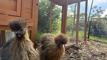 Deux poulets Silkie bruns et duveteux se tiennent près d'un poulailler en bois dans un enclos extérieur clôturé, entourés de verdure et baignés par la lumière naturelle du soleil, regardant la caméra avec curiosité.
