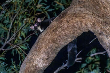 Un opossum nocturne aux yeux brillants s'accroche à une grosse branche d'arbre pendant la nuit, entouré d'un feuillage sombre, se fondant dans son habitat naturel, la forêt.