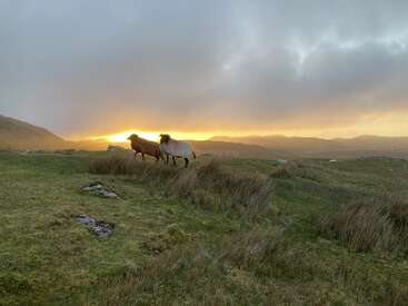Duas ovelhas pastam pacificamente em uma colina gramada ao pôr do sol, com a luz dourada do sol incidindo sobre colinas ondulantes e nuvens dramáticas em uma paisagem tranquila.