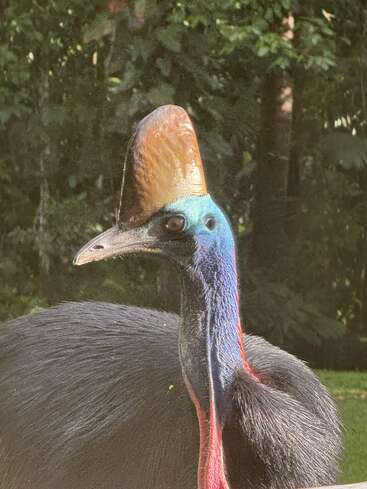Cette image montre un casoar, un grand oiseau incapable de voler, doté d'un casque remarquable et d'un cou bleu et rouge vif, se tenant au milieu d'un feuillage forestier dense et vert.