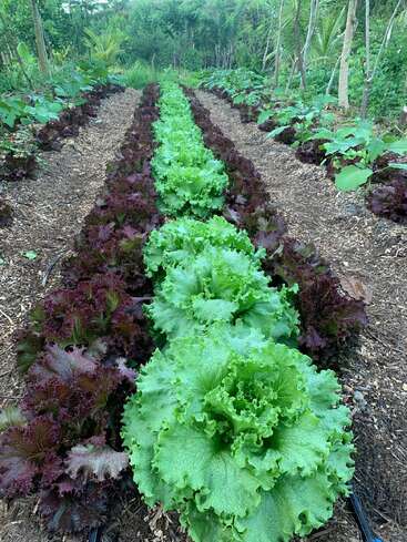 Des rangées de laitues vertes et rouges luxuriantes poussent dans un jardin bien entretenu, entourées de plantes tropicales, d'arbres et d'un sol riche recouvert de paillis. Un espace verdoyant et plein de vie.