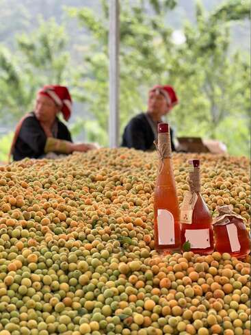 The image depicts a large pile of fruit, with three bottles of orange liquid in the foreground, set against a blurred background of two people and trees.