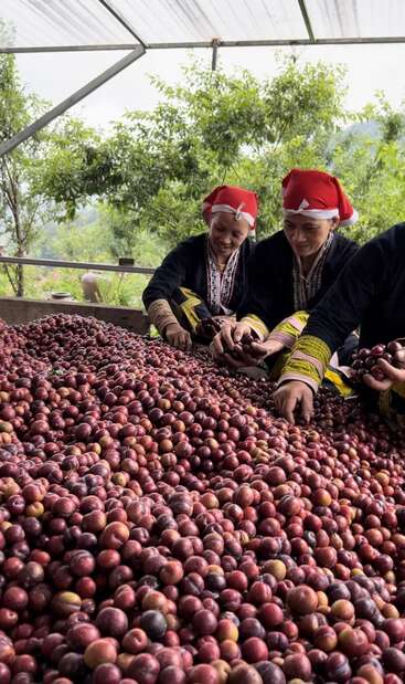 The image depicts two women in traditional attire sorting through a large quantity of red coffee cherries in a greenhouse setting.