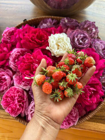 Una mano sostiene unas fresas silvestres recién recogidas sobre una cesta de mimbre llena de flores de vivos tonos rosas, morados y blancos, creando un hermoso contraste de colores y texturas.