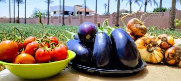 Eine Schüssel mit frischen Tomaten, Auberginen und Zwiebeln steht auf einem Tisch im Freien, mit einem üppigen Garten, Palmen und Häusern im hellen Hintergrund.