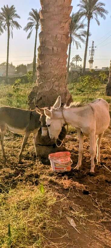 Zwei Esel stehen in der Nähe einer großen Palme und teilen sich das Futter aus einem Plastikeimer auf einem sonnigen Feld mit hohem Gras und schwankenden Palmen.