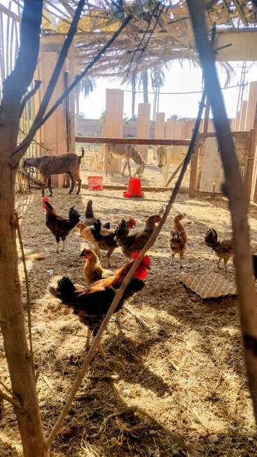 Unter einem rustikalen Unterstand picken Hühner auf dem Boden, während Ziegen und Esel hinter einem Zaun grasen. Das Sonnenlicht fällt durch die Palmenwedel darüber. Friedliche Bauernhofszene.