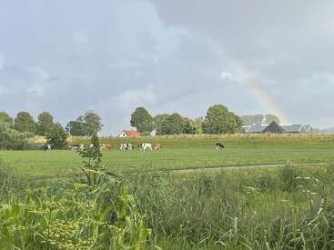 Eine friedliche ländliche Szene mit grasenden Kühen auf einer grünen Wiese, Häusern und Bäumen im Hintergrund und einem schwachen Regenbogen, der sich über den bewölkten Himmel spannt.