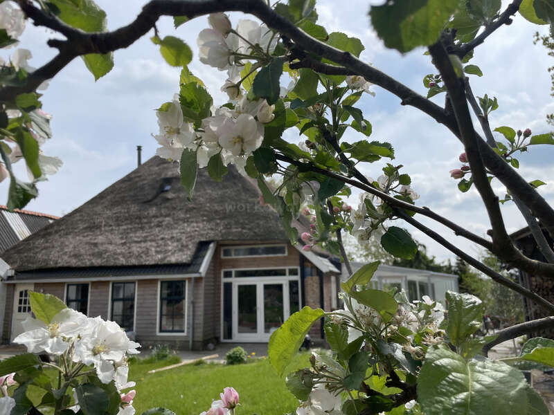 Das Bild zeigt ein charmantes Haus mit Strohdach, das von einem üppigen grünen Rasen und leuchtend weißen Blumen umgeben ist, vor einem ruhigen blauen Himmel.