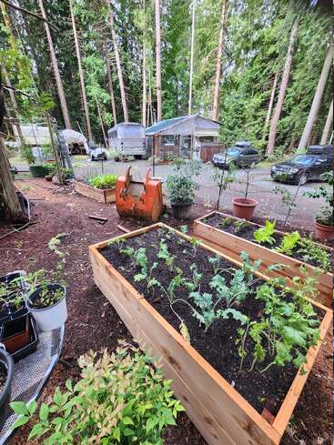 Cette image montre un potager surélevé avec de jeunes plants de légumes, entouré de pots, d'arbres, de voitures, d'une serre et d'un bus dans une zone boisée.