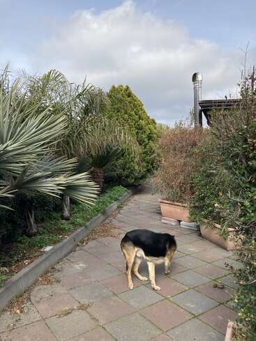 L'image représente un chien debout sur une allée pavée, entouré de verdure et de plantes luxuriantes, avec un ciel nuageux en arrière-plan.