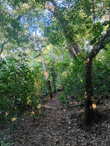 Un sentier forestier serein serpente à travers des arbres verdoyants. La lumière du soleil filtre à travers la canopée, mettant en valeur le feuillage dense et les feuilles sèches éparses qui couvrent le sol tranquille.