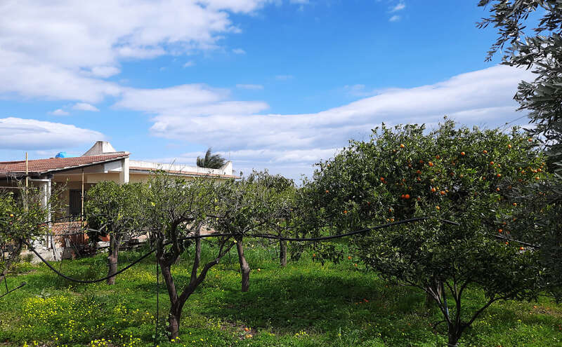 This image shows a peaceful rural scene with a small house, lush green grass, fruit trees with orange fruits, and a beautiful blue sky with clouds.