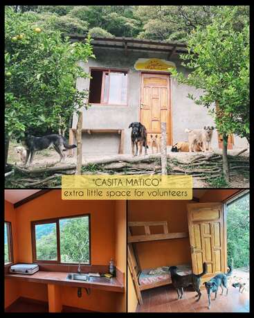 This collage shows a cozy volunteer cabin, "Casita Matico." Surrounded by greenery, it features a small kitchen, bunk bed, wooden door, and several friendly dogs.