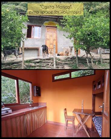 Ein kleines rustikales Haus namens "Casita Matico" bietet zusätzlichen Platz für Freiwillige. Umgeben von Natur und Hunden verfügt das gemütliche Haus über eine einfache Küche und ein Etagenbett.