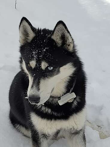 A striking Siberian Husky sits in the snow, black and white fur contrasting the white background, with piercing blue eyes and snowflakes dusting its face.