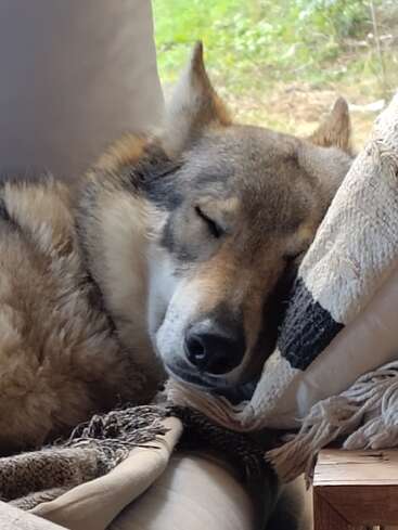 A wolf-like dog is peacefully sleeping, resting its head on a cozy pillow and blanket by the window. Soft natural light enhances the serene atmosphere.