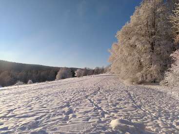 A snowy landscape with a field and trees covered in frost. Footprints are visible in the snow, and the sky is clear and blue.