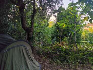 Hay una tienda de campaña verde montada en una zona boscosa, frondosa y densa. La luz del sol se cuela entre los árboles, creando un ambiente de acampada tranquilo y natural. La naturaleza lo envuelve todo.