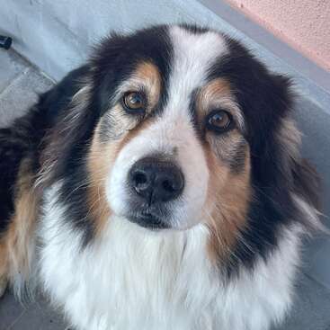 Un perro de pelaje esponjoso, con un llamativo pelaje marrón, blanco y negro, mira hacia arriba con ojos expresivos. Su pelaje suave y tupido y su rostro expresivo irradian calidez y cariño.