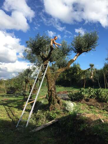 Un homme se tient sur une échelle, taillant ou récoltant un olivier dans un paysage rural ensoleillé. Le ciel est bleu avec des nuages épars.
