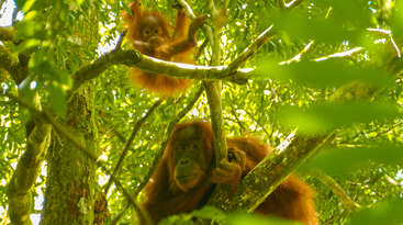 Una madre orangután y su cría están sentadas entre frondosos árboles verdes. La luz del sol se filtra entre las hojas, resaltando su pelaje rojizo en lo alto.