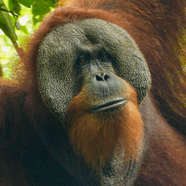 This image shows a close-up of a male orangutan with prominent cheek pads, thick reddish-brown fur, expressive dark eyes, and a peaceful forest background.