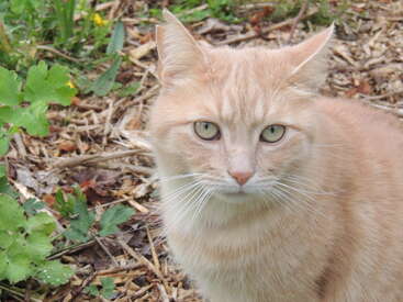 A light orange cat with pale green eyes sits on the ground outdoors, surrounded by dry leaves, twigs, and green plants, looking directly at the camera.
