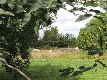 Green leaves frame a peaceful rural scene with cows grazing and resting in a grassy field, surrounded by trees under a partly cloudy sky.