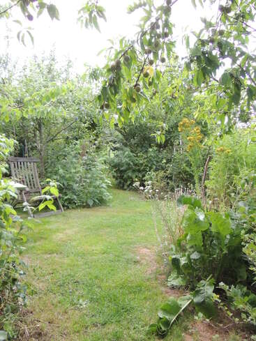 This image shows a lush, green garden path surrounded by dense foliage, trees, and colorful flowers. A wooden bench sits invitingly in the corner.