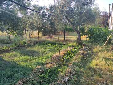Um jardim iluminado pelo sol apresenta fileiras de plantas verdes, árvores altas que fornecem sombra e canos de irrigação acima de você. A área é gramada com alguma vegetação selvagem ao redor.