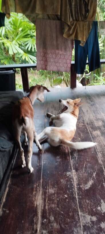 A brown goat and a white dog interact playfully on a wooden porch. Clothes hang above them, and lush green plants are visible in the background.