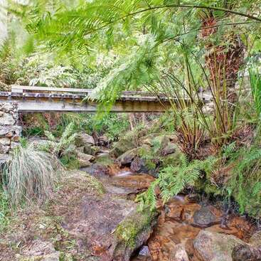 Eine üppig grüne Waldlandschaft mit einer kleinen Holzbrücke über einem felsigen Bach, umgeben von dichten Farnen, Moos und vielfältiger natürlicher Vegetation. Friedliche Atmosphäre.