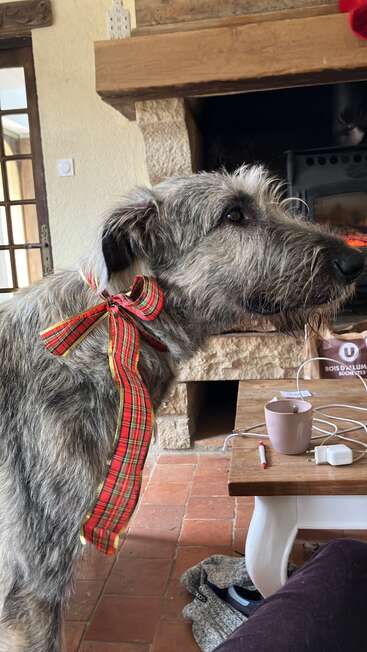 A large, shaggy grey dog with a red tartan ribbon around its neck stands indoors near a rustic fireplace, beside a cozy table and cup.